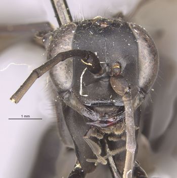 Media type: image;   Entomology 13688 Aspect: head frontal view